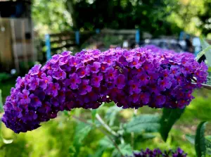 Allet 07 Vlinderstruik